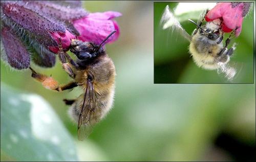 Anthophora plumipes